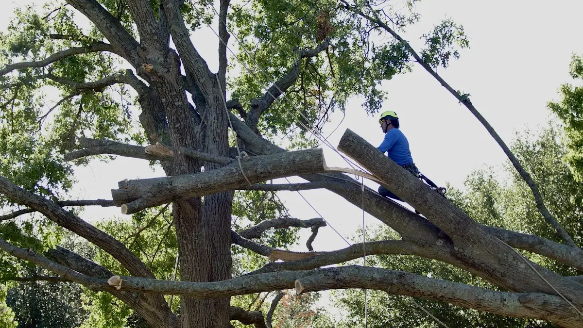 Professional Crown Thinning performed by certified arborists in Canaan