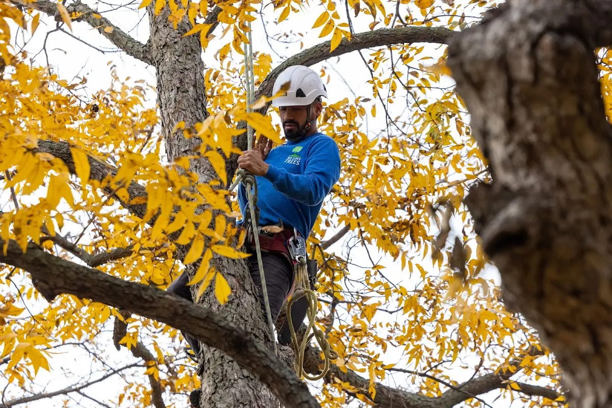 Skilled Tree Pruning crew working in Canaan